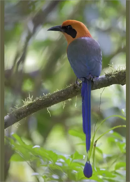 Rufous Motmot (Baryphthengus martii) adult, perched on branch, La Selva Biological Station, Costa Rica, March