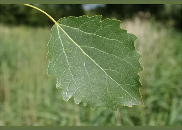 European Aspen (Populus tremula) close-up of leaf, growing in river valley fen, Redgrave and Lopham Fen N. N. R