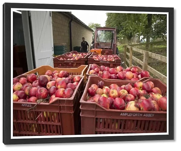 Cultivated Apple (Malus domestica) harvested fruit, cider apples ready for pressing at Benedictine monastery