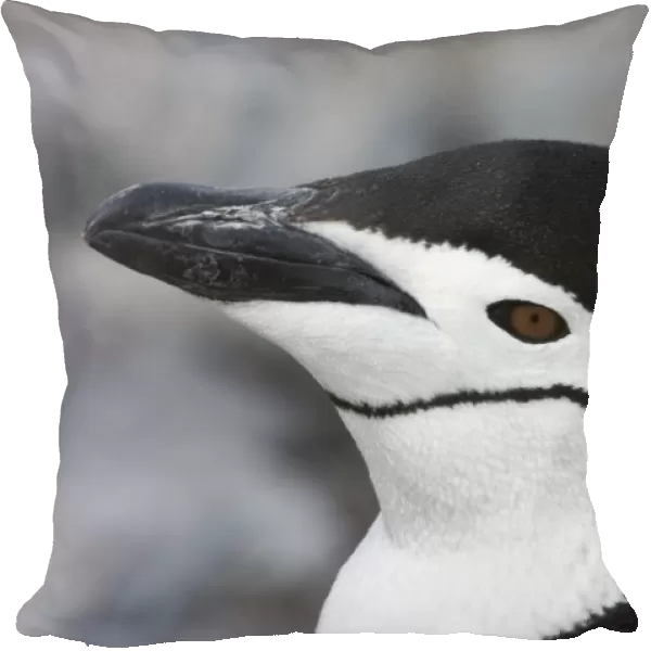 Chinstrap Penguin (Pygoscelis antarctica) adult, close-up of head, Arctowski, Antarctica, January