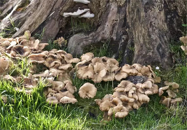 Fruiting bodies of honey fungus, Armillaria mellea, around the base of an old tree stump in autumn