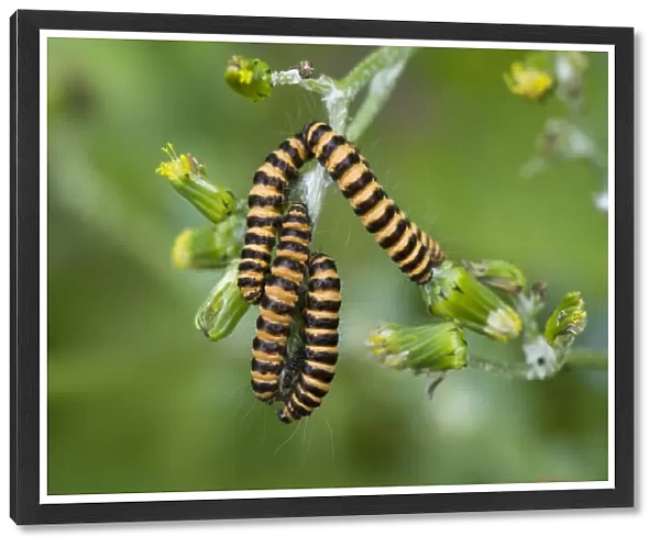 Cinnabar moth, Tyria jacobaeae, caterpillars on groundsel, Senecio vulgaris, a wild garden weed
