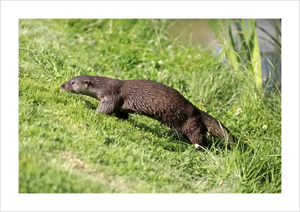 European Otter (Lutra lutra) adult, walking up bank, Surrey, England, July (captive)