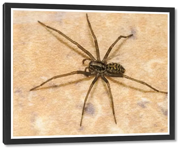 Dustbunny Spider (Tegenaria atrica) adult female, in process of regrowing right rear leg, on tile floor in house
