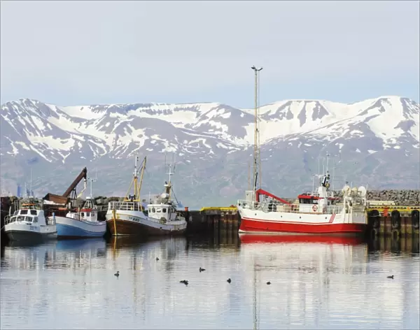 Commerical fishing boats and Common Eider (Somateria mollissima) flock in coastal harbour, Husavik, Skjalfandi Bay