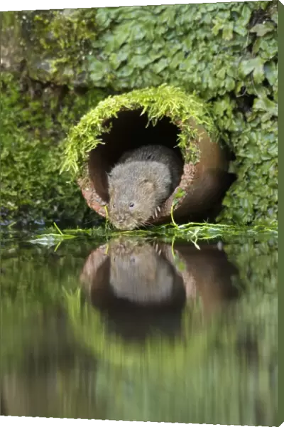 Water Vole (Arvicola amphibius) adult, emerging from drainage pipe, Kent, England, December