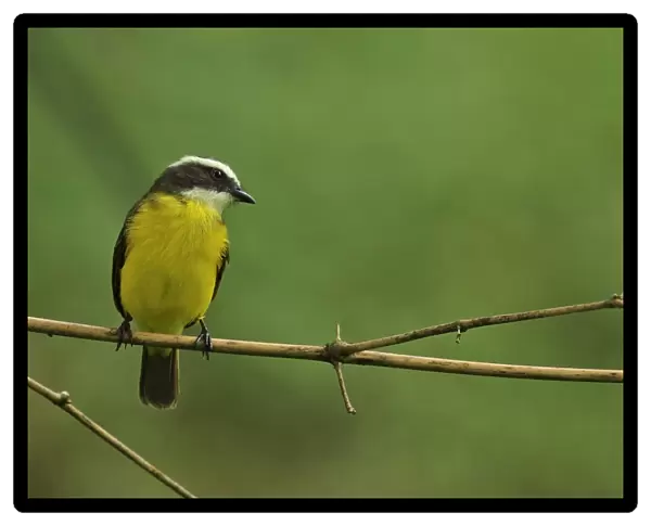 Rusty-margined Flycatcher (Myiozetetes cayanensis hellmayri) adult, perched on twig, Chagres River, Panama, November