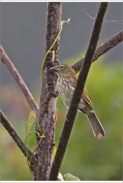 Streaked Saltator (Saltator striatipectus isthmicus) adult, perched on branch, Rio Indio, Panama, October
