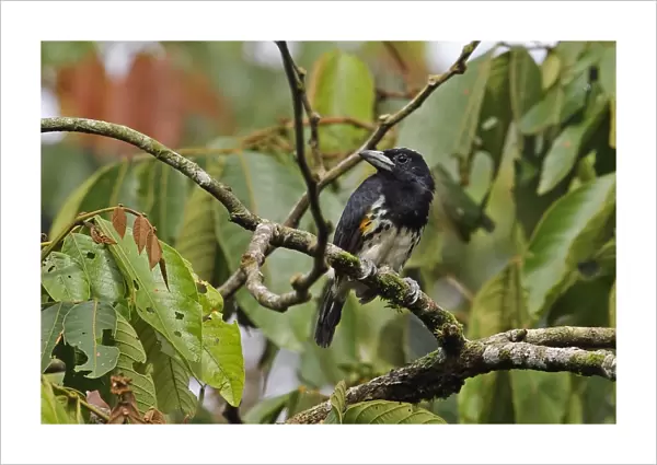 Spot-crowned Barbet (Capito maculicoronatus maculicoronatus) adult female, perched on branch, El Valle, Panama