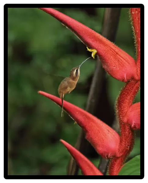 Stripe-throated Hermit (Phaethornis striigularis saturatus) adult, in flight, hovering and feeding at heliconia flower