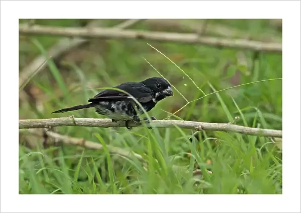 Variable Seedeater (Sporophila corvina hicksii) adult male, feeding on grass seeds, perched on twig, Chagres River