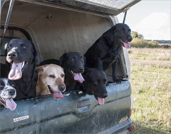Working gundogs in pick-up, they will be used to flush Pheasants and Partridges for game shooting
