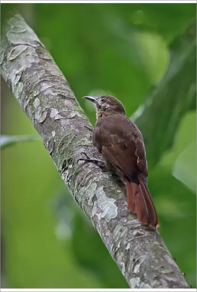 Plain-brown Woodcreeper (Dendrocincla fuliginosa ridgewayi) adult, clinging to branch, Plantation Trail, Panama
