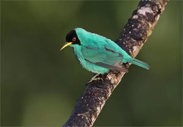 Green Honeycreeper (Chlorophanes spiza argutus) adult male, perched on branch, Canopy Tower, Panama, November