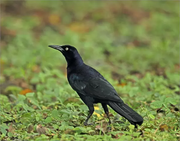 Great-tailed Grackle (Quiscalus mexicanus peruvianus) adult male, standing on wet ground, Summit Gardens, Panama