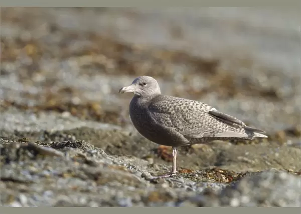 Glaucous Gull (Larus hyperboreus) juvenile, standing on beach, Poolepynten, Prins Karls Forland, Forlandet N. P