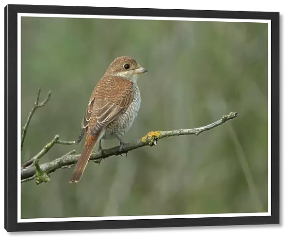 Red-backed Shrike (Lanius collurio) juvenile, perched on twig, Suffolk, England, October
