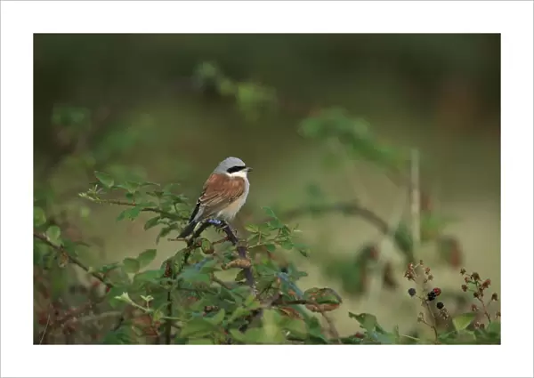 Red-backed Shrike (Lanius collurio) adult male, perched on bramble stem, Norfolk, England, August