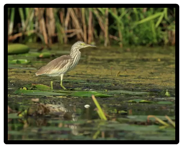 Squacco Heron (Ardeola ralloides) immature, standing on waterlily pads, Romania, September