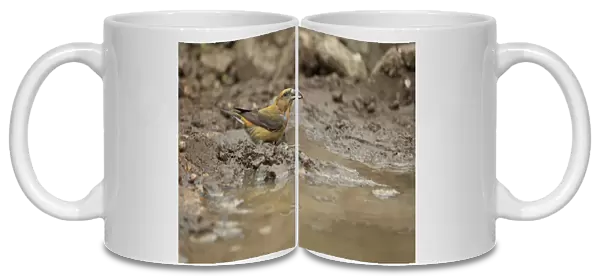 Red Crossbill (Loxia curvirostra) adult male, drinking at puddle, Norfolk, England, April