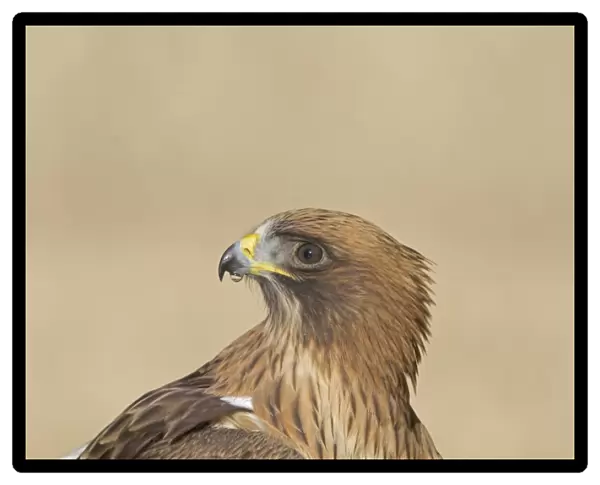 Booted Eagle (Hieraaetus pennatus) pale morph, close-up of head, with water droplet on beak, Castilla y Leon, Spain