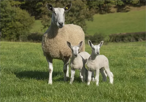 Domestic Sheep, Blue-faced Leicester, ewe with twin lambs, standing in pasture, Llanrwst, Conwy, North Wales, October