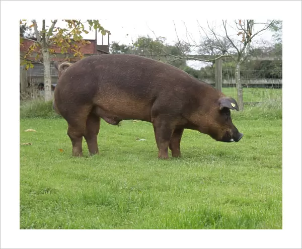 Domestic Pig, Duroc, boar, standing on grass, Chester, Cheshire, England, October