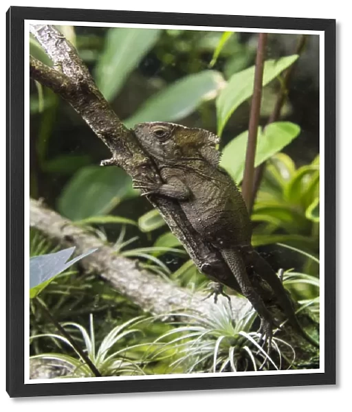 Helmeted Iguana (Corytophanes cristatus) adult, resting on branch (captive)