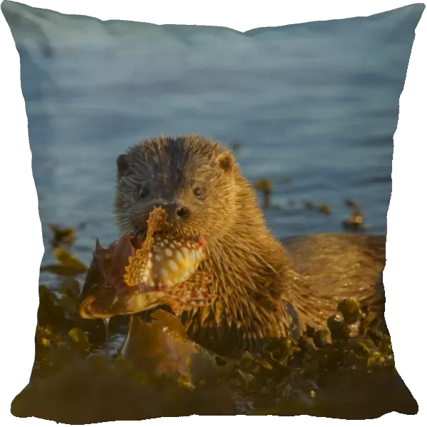 European Otter (Lutra lutra) adult female, feeding on Father Lasher (Myoxocephalus scorpius) in sea, Isle of Mull