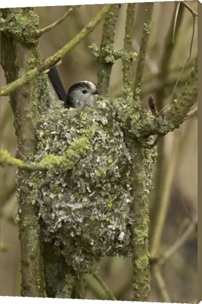 Long-tailed Tit (Aegithalos caudatus) adult, building nest, Norfolk, England, February