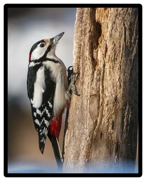 Great Spotted Woodpecker (Dendrocopos major) adult male, foraging on dead tree trunk in snow, Bialowieza N. P
