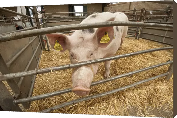 Domestic Pig, Gloucester Old Spot cross, sow, standing in straw pen at livestock market, Carlisle Livestock Market