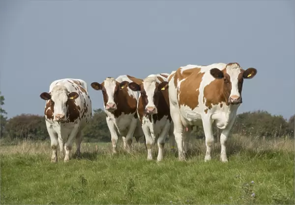Domestic Cattle, Meuse-Rhine-Issel, four dairy cows, standing in pasture, Lancashire, England, September