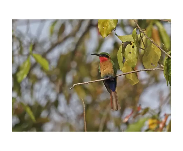 Red-throated Bee-eater (Merops bullocki bullocki) adult, perched on twig, Mole N. P. Ghana, February