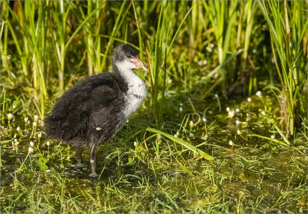 Common Coot (Fulica atra) juvenile, standing in shallow pool, Elmley Marshes N. N. R