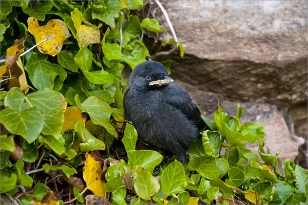 Jackdaw (Corvus monedula) chick, fledgling perched on ivy growing up walls of castle, Bamburgh Castle, Bamburgh