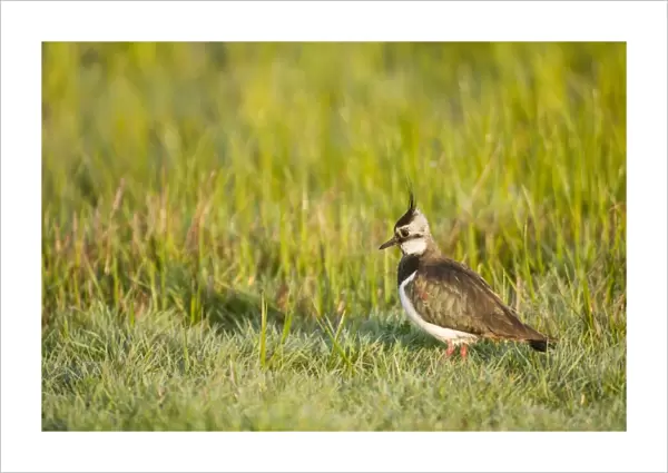 Northern Lapwing (Vanellus vanellus) adult female, breeding plumage, standing in dew covered grass at dawn