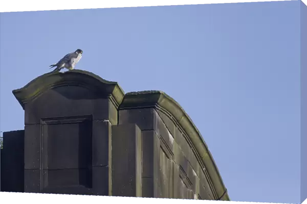 Peregrine Falcon (Falco peregrinus) adult, standing on building, Derbyshire, England, June