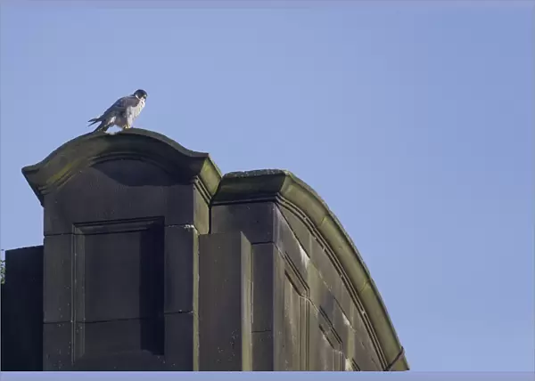 Peregrine Falcon (Falco peregrinus) adult, standing on building, Derbyshire, England, June