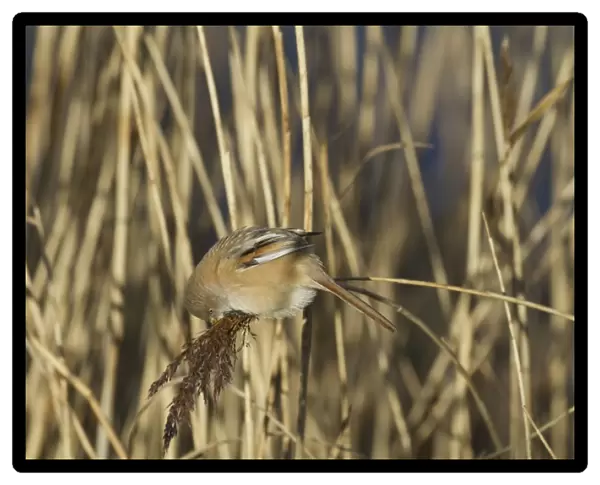 Bearded Tit (Panurus biarmicus) adult female, feeding on reed seeds, Cley Marshes Reserve, Cley-next-the-Sea, Norfolk