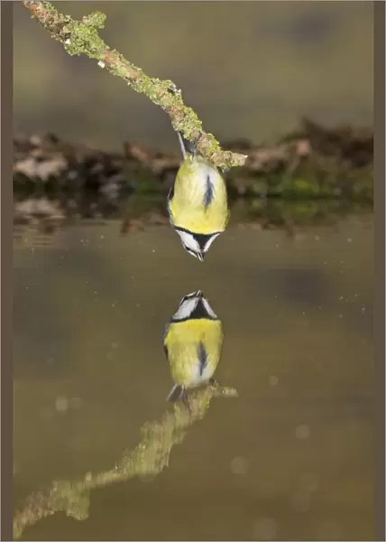 Blue Tit (Cyanistes caeruleus) adult, drinking, clinging to twig above water with reflection, Suffolk, England