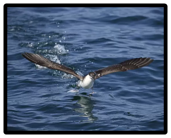 Great Shearwater (Puffinus gravis) adult, taking off from surface of sea, Morocco, November