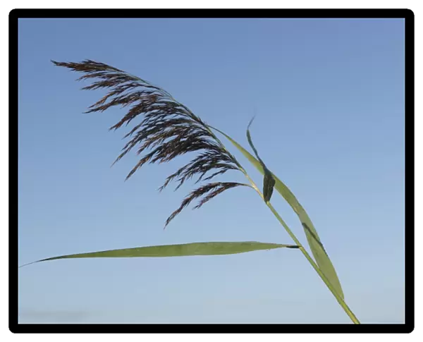 Common Reed (Phragmites australis) close-up of flowerhead, growing on site of former opencast coal mine, St