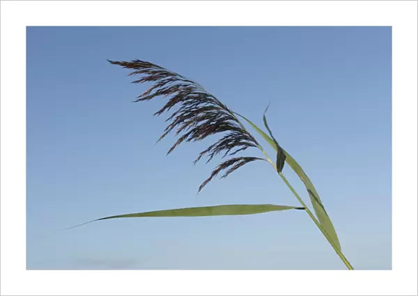 Common Reed (Phragmites australis) close-up of flowerhead, growing on site of former opencast coal mine, St