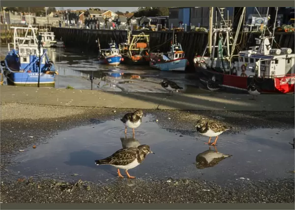 Ruddy Turnstone (Arenaria interpres) adults, non-breeding plumage, standing in puddle on quay, Whitstable Harbour
