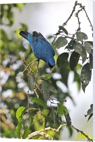 Blue Cuckooshrike (Coracina azurea) adult male, feeding in fruiting tree, Kakum N. P. Ghana, February