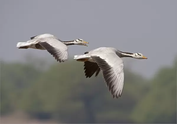 Bar-headed Goose (Anser indicus) two adults, in flight, Keoladeo Ghana N. P. (Bharatpur), Rajasthan, India, February