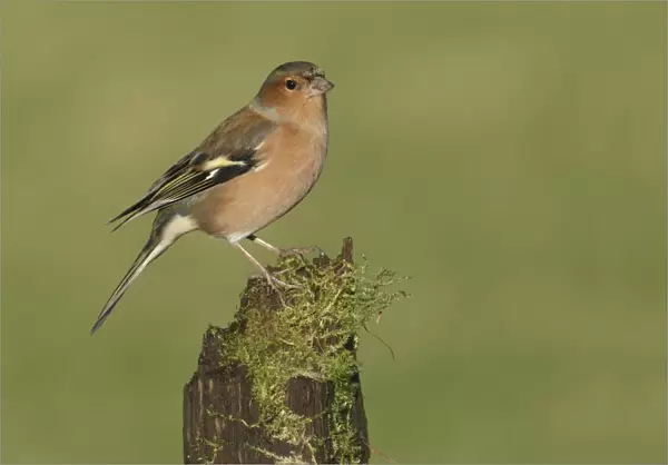 Common Chaffinch (Fringilla coelebs) adult male, perched on mossy stump, West Yorkshire, England, December