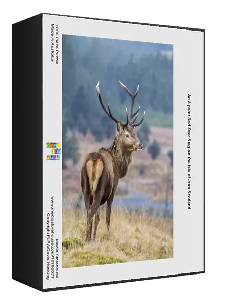 An 8 point Red Deer Stag on the Isle of Jura Scotland