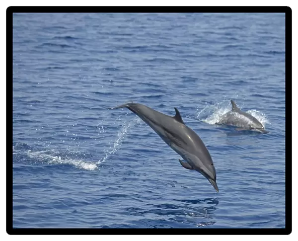 Spinner Dolphin (Stenella longirostris) two adults, leaping from sea, Bali, Lesser Sunda Islands, Indonesia, October